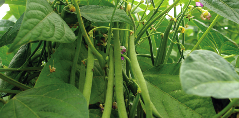 haricots-verts-et-haricots-grains haricots-verts-et-haricots-grains