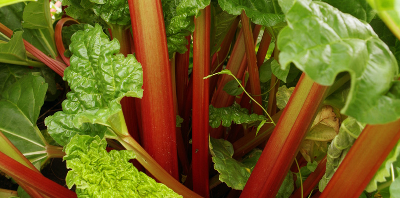 rhubarbe rhubarbe