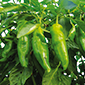 Cueillette de Servigny Le piment