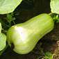 Cueillette de Servigny Le butternut