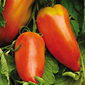 Cueillette de Servigny Tomate des Andes